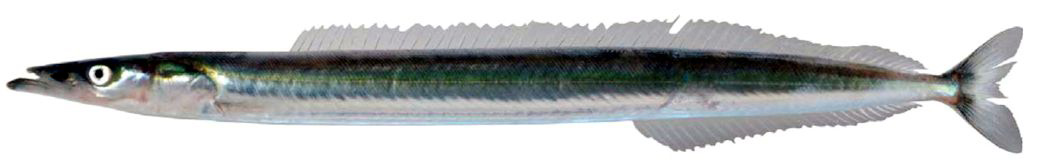 Hyperoplus lanceolatus_09.jpg